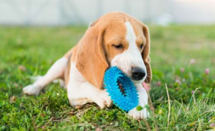 Почему собаки едят траву и когда из-за этого следует беспокоиться