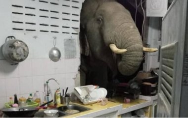 Слон вломился в дом в поисках ужина (ВИДЕО)