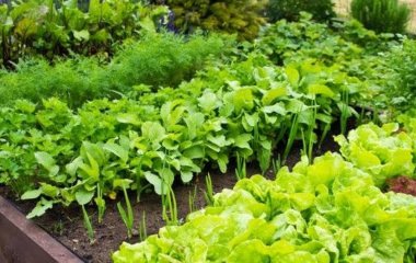 Збираємо врожай двічі: найкращі скороспілі культури для садіння у липні