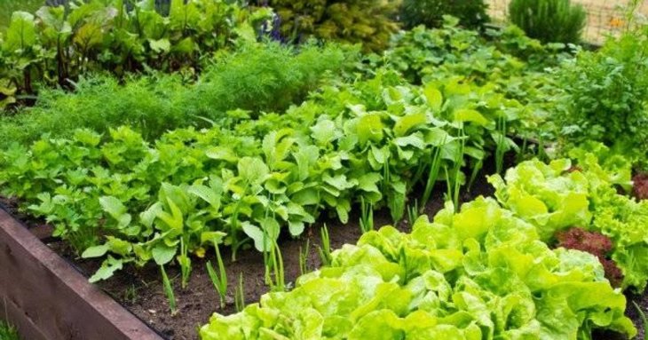 Збираємо врожай двічі: найкращі скороспілі культури для садіння у липні