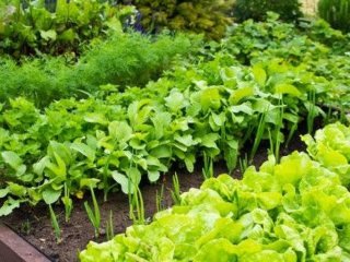 Збираємо врожай двічі: найкращі скороспілі культури для садіння у липні