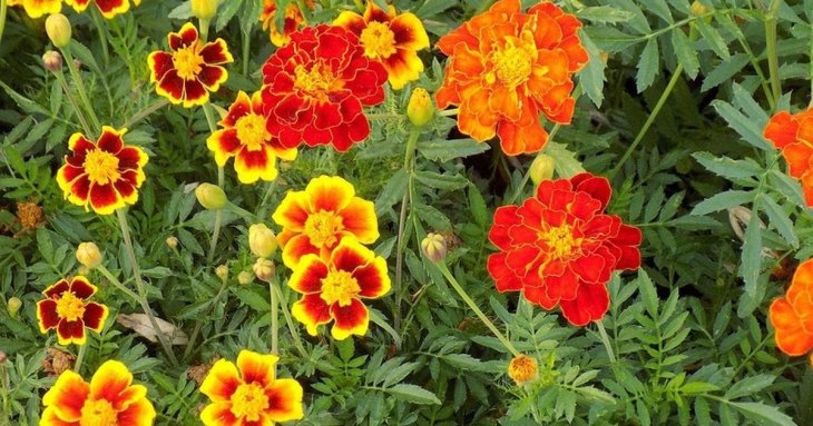 Як і коли сіяти чорнобривці під зиму: корисні поради