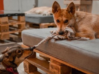 Смішна реакція собаки, який побачив свою улюблену іграшку через п'ять років (ВІДЕО)