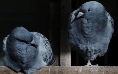 Как отпугнуть голубей от балкона: 3 эффективных способа