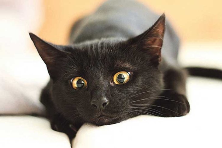 Черный кот с необычной мордашкой стал звездой Сетей (ФОТО)
