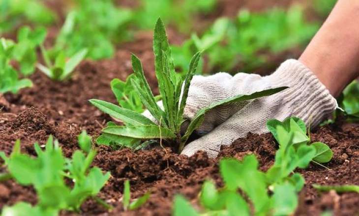 7 культур, которые помогут вам в борьбе с сорняками