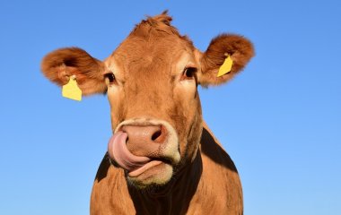 Сети рассмешила корова, которая может открыть любые двери (ВИДЕО)