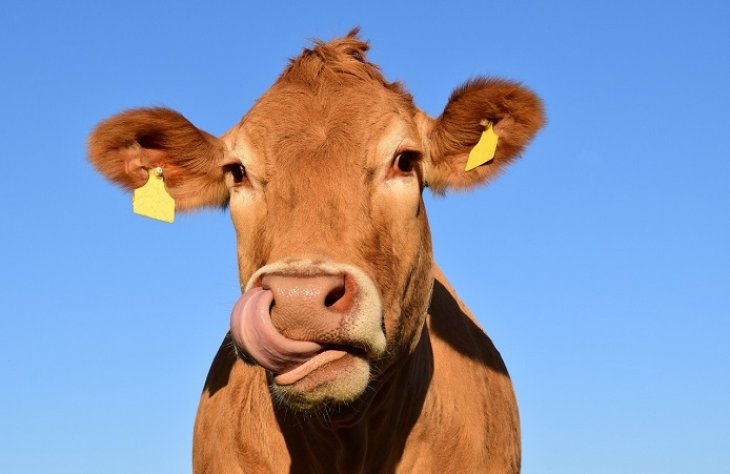Сети рассмешила корова, которая может открыть любые двери (ВИДЕО)