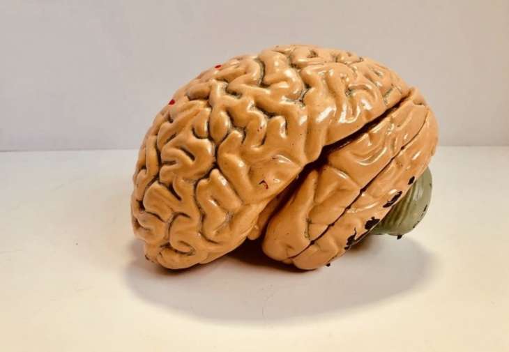 5 факторов, уменьшающих размер мозга