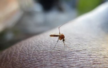 Біологи з'ясували, як зробити людину невидимою для комарів