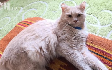 Муркотіння котиків лікує: нейробіолог розкрив секрет