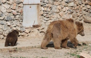 Директор школы, открыв мусорный бак, столкнулся лицом к лицу с медведем