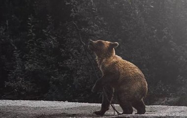 Медведь сбежал из иракского самолета в Дубае