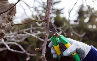 Не беріться за секатор: експерти назвали садові рослини категорично заборонено обрізати у березні