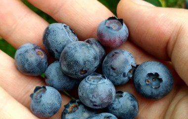 В яких продуктах більше антоцианів, ніж у лохині чи чорниці: фахівці поділилися переліком