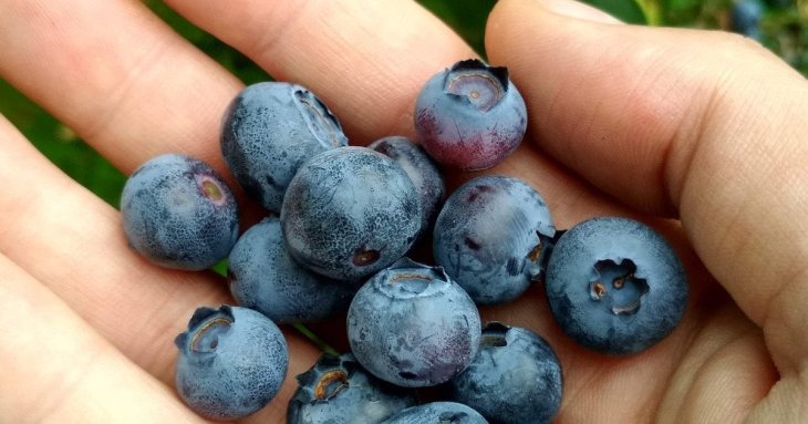 В яких продуктах більше антоцианів, ніж у лохині чи чорниці: фахівці поділилися переліком