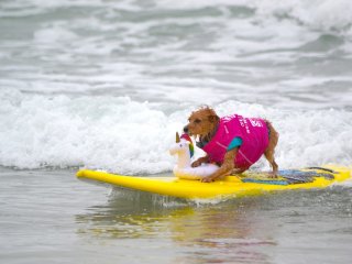 Ізраїльський пес-серфінгіст прославився на весь світ (ВІДЕО)