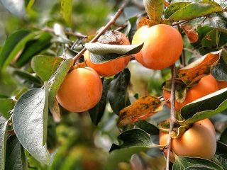 Диетологи раскрыли невероятные свойства хурмы