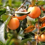 Диетологи раскрыли невероятные свойства хурмы