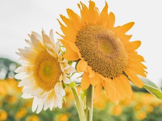 День ангела 17 серпня: кого та як вітати з іменинами