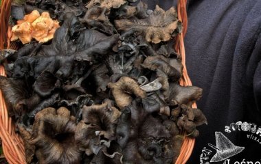 Чоловік пішов до лісу і знайшов там рідкісні чорні гриби: який вигляд вони мають