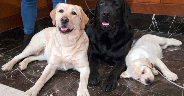 Ветеринар назвав 3 найкращі породи собак для тих, хто заводить улюбленця вперше