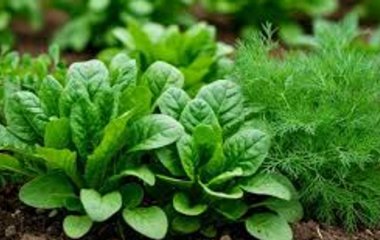 Ніжна зелень буде радувати аж до осені: що потрібно зробити в липні
