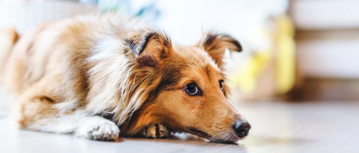 Новый хит: собака расслабилась в джакузи хозяев (ВИДЕО)