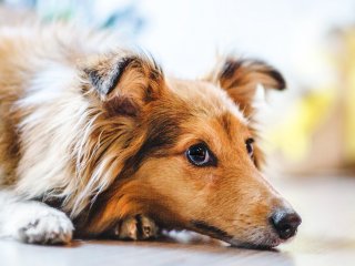 Новий хіт: собака розслабився в джакузі господарів (ВІДЕО)