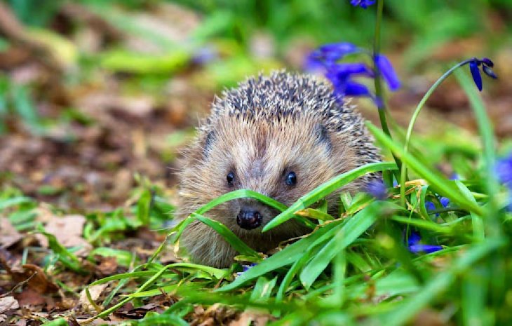 Новий хіт: кмітлива британка допомогла їжачку потрапити до саду (ВІДЕО)