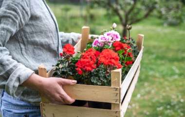 Бюджетный сад: как экономить на покупке растений