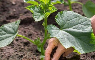 Що посадити поруч з огірками для рекордного врожаю без хімії