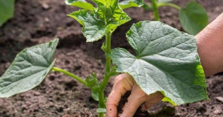 Що посадити поруч з огірками для рекордного врожаю без хімії