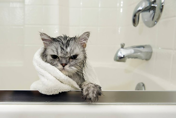 Все, що вам потрібно знати про купання котів: секрети безтурботної процедури
