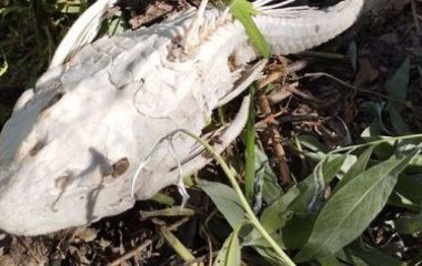 На Київщині виявили екзотичну рибу, яка водиться в Амазонці – фото 