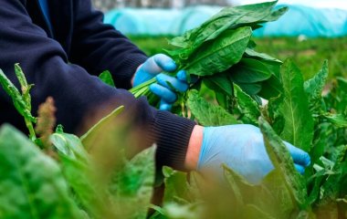 Гастрит, ерозії і навіть каміння в нирках: чим небезпечний щавель