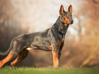 Жадная собака показала, как сильно она любит мороженое (ВИДЕО)