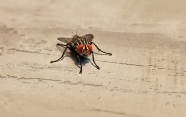 Як швидко позбутися мух в будинку в домашніх умовах: декілька крапель — і їх не буде за одну хвилину