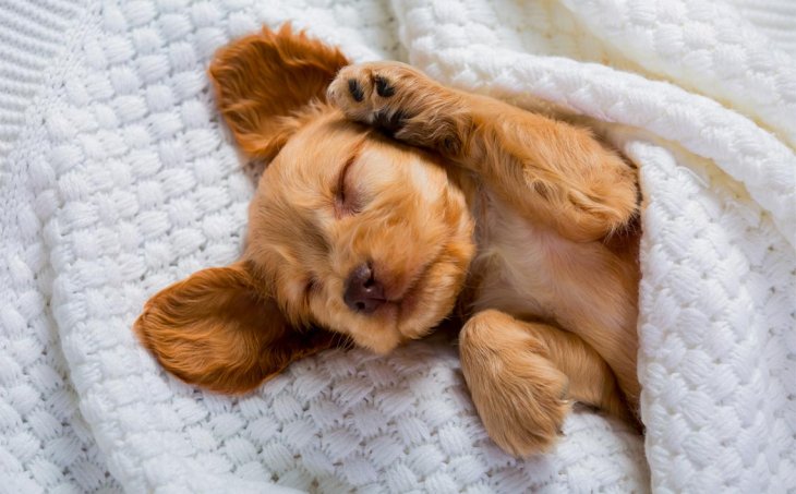 Новый хит: щенок повторяет слова за хозяином (ВИДЕО)