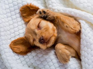 Новый хит: щенок повторяет слова за хозяином (ВИДЕО)