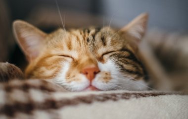 Вызывающее «ограбление» кухни годовалым ребенком и котом попало на видео