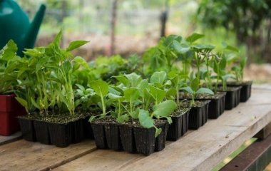 Вирощування розсади: яку культури фахівці радять не ставити на підвіконня, зробите тільки гірше