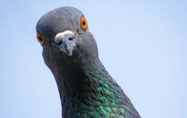 Як відлякати голубів з балкона: найефективніші методи, які не шкодять птахам