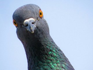 Як відлякати голубів з балкона: найефективніші методи, які не шкодять птахам