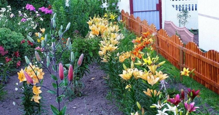 Які рослини приносять нещастя, забирають сили та здоров’я: їх не можна садити біля свого дому