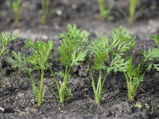 Що обов'язково потрібно зробити з морквою у липні - врожай буде щедрим, а коренеплоди - великими і солодкими
