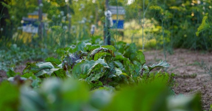 Що посадити у кінці квітня, у травні у відкритий грунт: що потрібно зробити до літа на городі