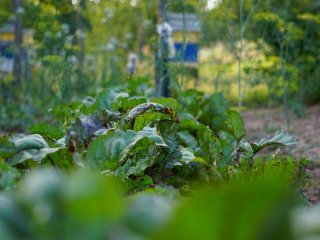 Що посадити у кінці квітня, у травні у відкритий грунт: що потрібно зробити до літа на городі