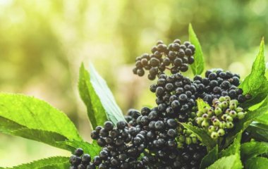 Названий продукт, що захищає від інфекцій