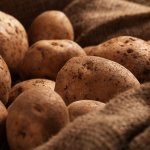 С каким продуктом нельзя хранить картофель, чтобы не испортился быстрее